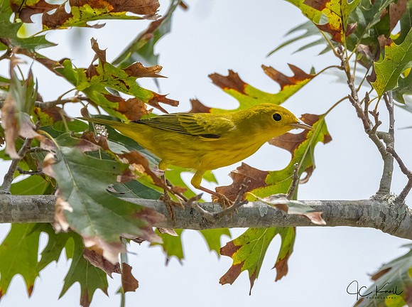 Yellow Warbler
