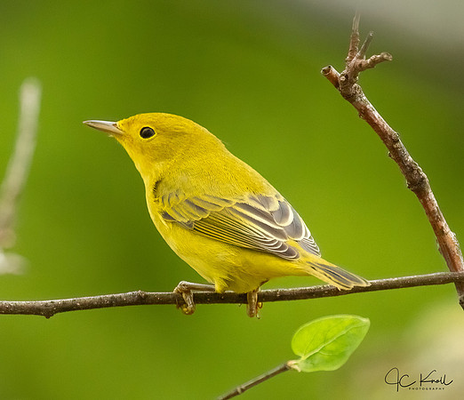 Yellow Warbler