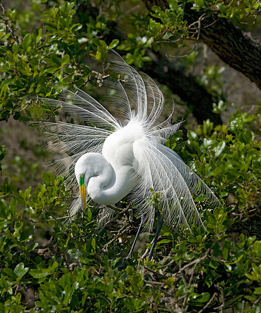 Great Egret