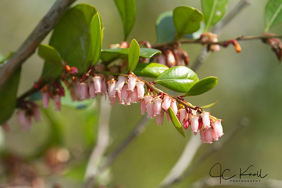 Fetterbush Lyonia