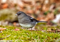 Dark-eyed (Slate-colored) Junco