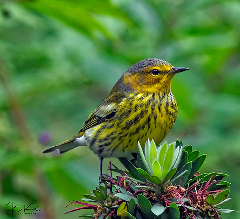 Cape May Warbler (M)