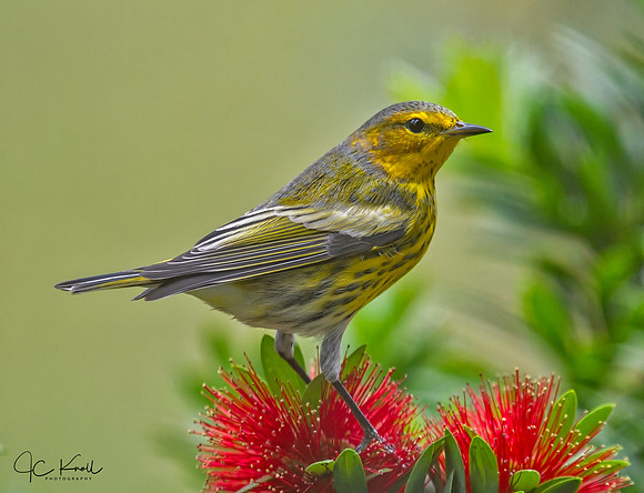 Cape May Warbler (M)