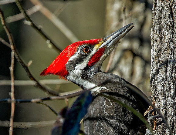 Pileated Woodpecker (M)