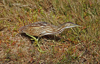 American Bittern