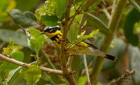 Magnolia Warbler