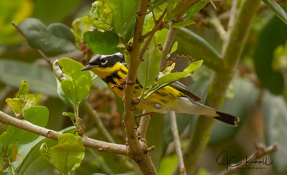 Magnolia Warbler