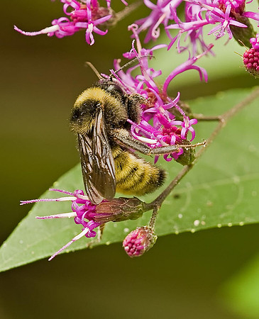 Bumblebee on Garberia