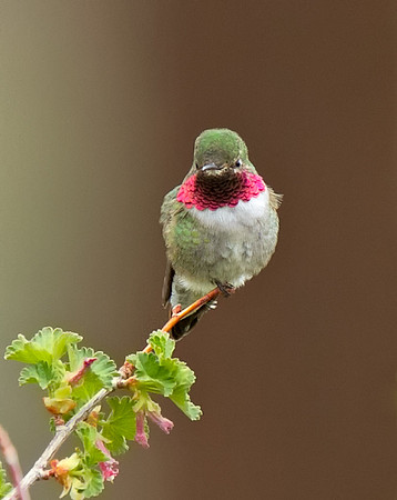 Broad-tailed Hummingbird