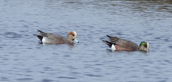 American Wigeon & AmericanXEurasian Wigeon