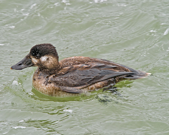 Surf Scoter (F)