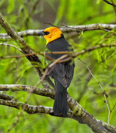 Yellow-headed Blackbird (M)