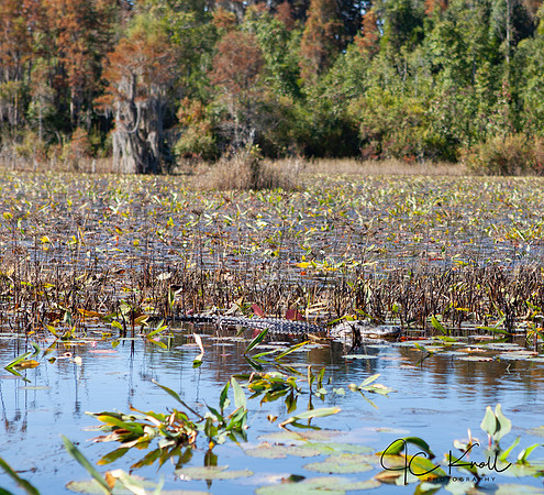 American Alligator
