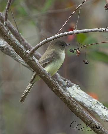 Eastern Phoebe
