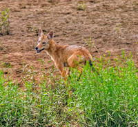 Coyote