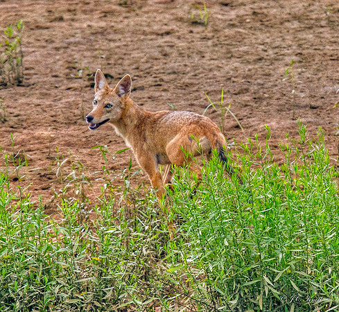 Coyote
