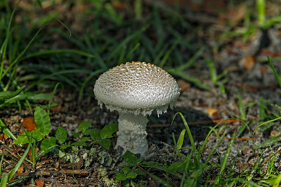 Gilled Mushroom