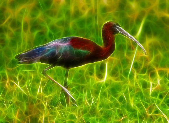 Glossy Ibis