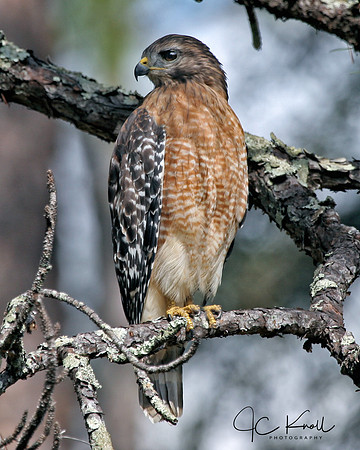 Red-shouldered Hawk