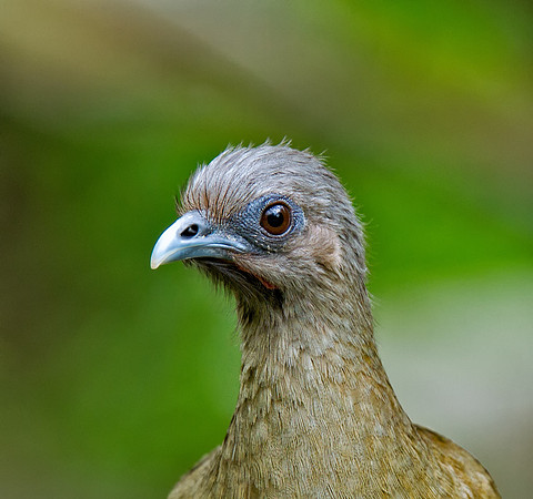Plain Chacalaca
