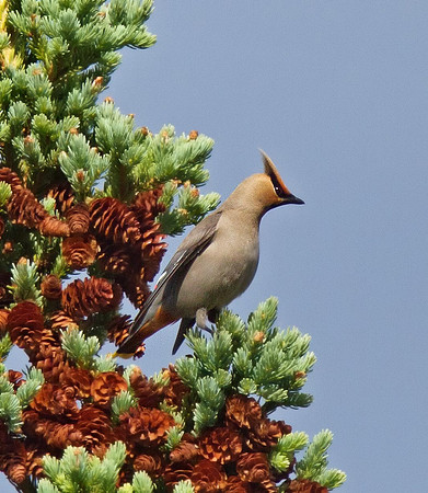 Bohemian Waxwing