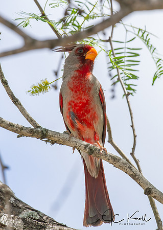 Pyrrhuloxia