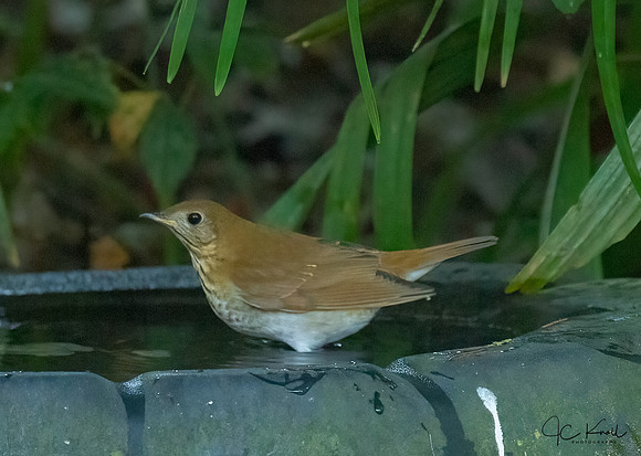 Veery