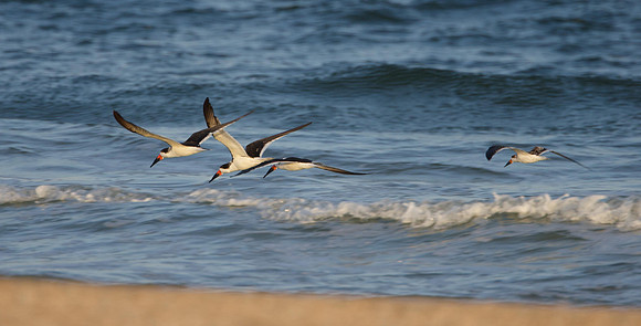 Black Skimmer