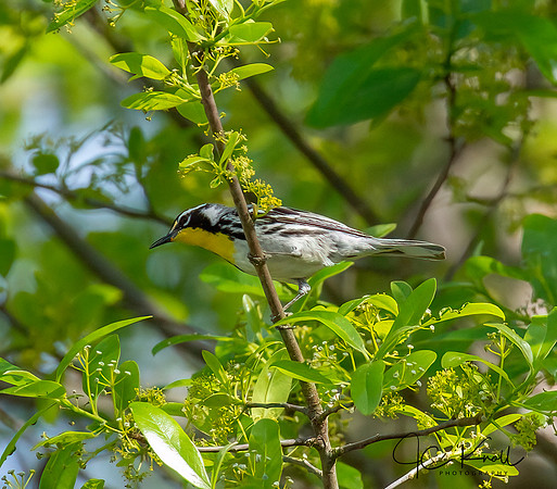 Yellow-throated Warbler