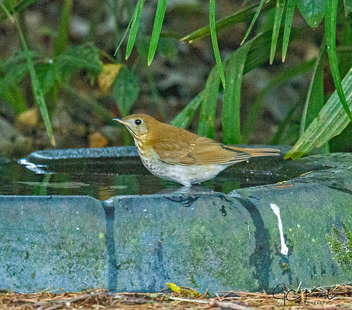 Veery