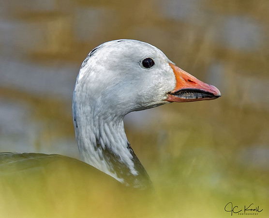 Snow Goose (Blue)