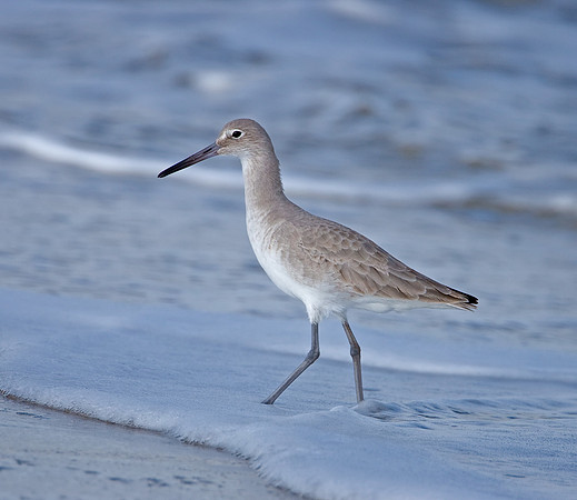 Willet