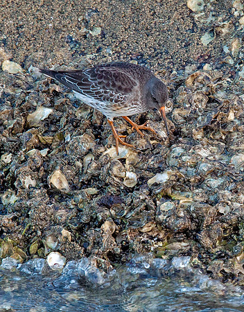 Purple Sandpiper