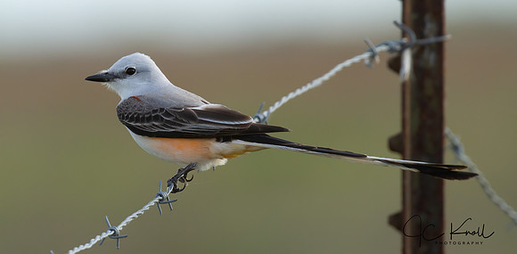 Scissor-tailed Flycatcher