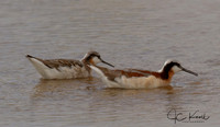Wilson's Phalarope