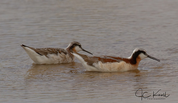 Wilson's Phalarope