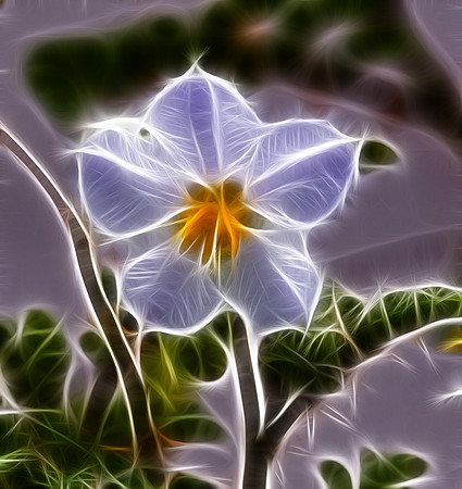 Horse Nettle