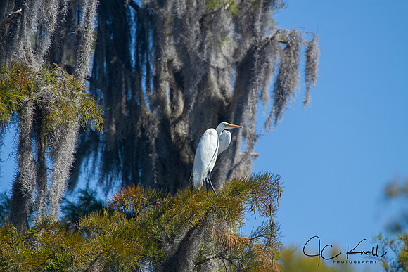 Great Egret