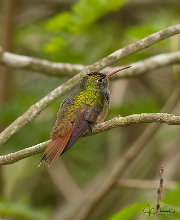 Buff-bellied Hummingbird