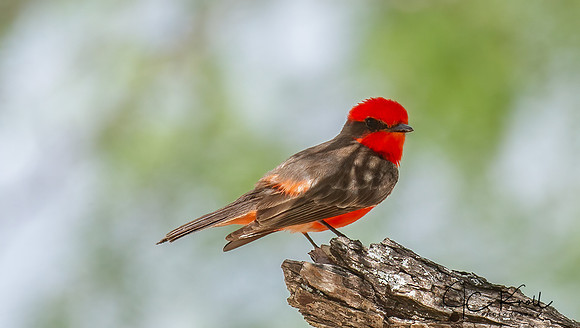 Vermillion Flycatcher