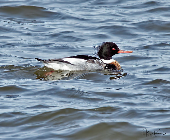 Red-breasted Merganser (M)