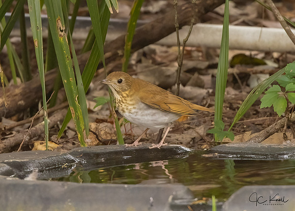 Veery