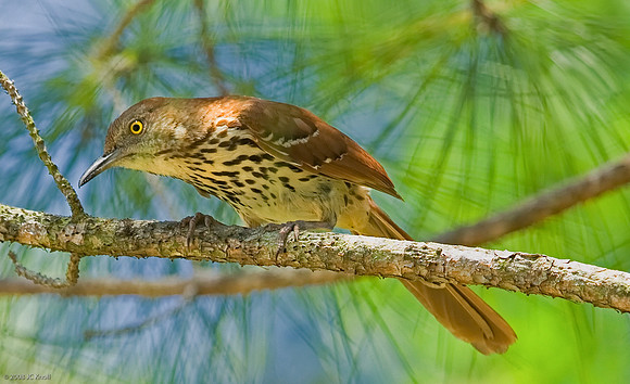 Brown Thrasher