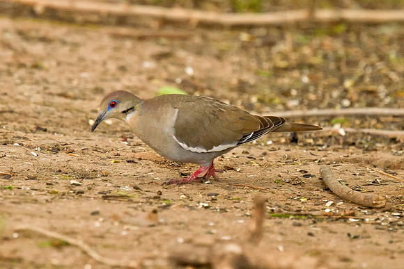 White-winged Dove