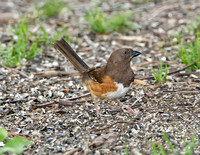 Eastern Towhee (F)