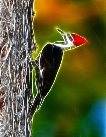 Pileated Woodpecker