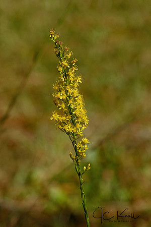 Seaside Goldenrod