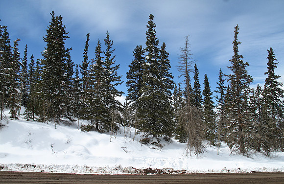 Evergreen, snow and blue sky.