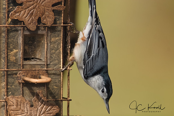 White-breasted Nuthatch
