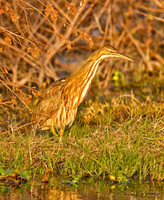 American Bittern